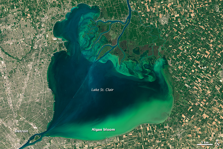 Satellite image of heart-shaped lake with dark lake water and bright green algal blooms along the shoreline, especially at southern end of lake.