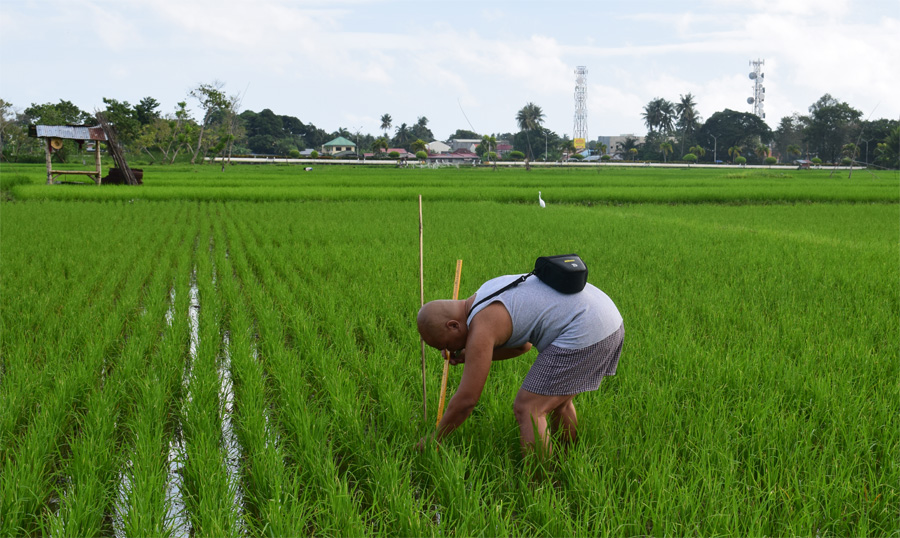 Photograph of a researcher measuring a rice plant