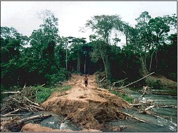 rain forest logging