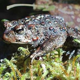 Bufo boreas, the boreal toad, also known as the western toad, has been declining throughout much of its range in western North America. (Image courtesy of the National Park Service).