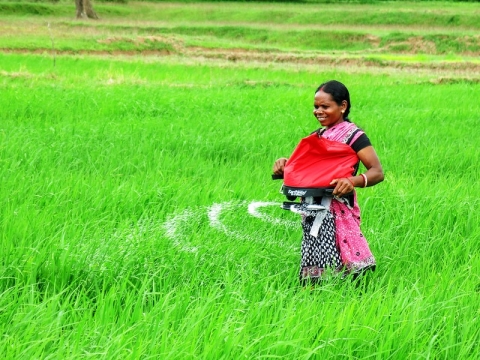 Photo shows a woman in India using a mechanical fertilizer spreader in a farm field.