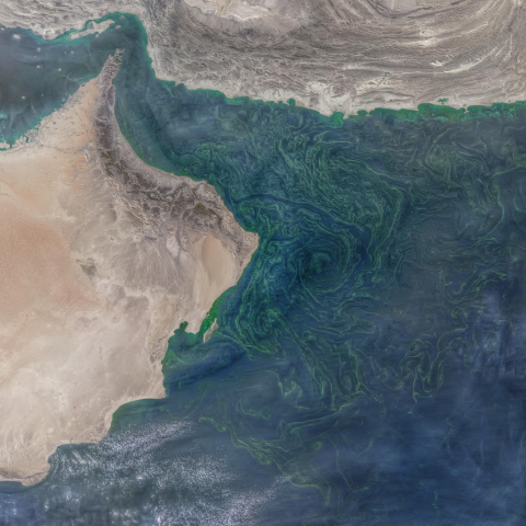 Image of land in brown with water in blue; green swirls in water near land indicate phytoplankton